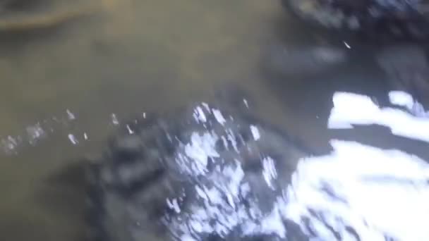 Tortue Nageant Dans Eau Claire Regardant Vers Bas Une Eau — Video