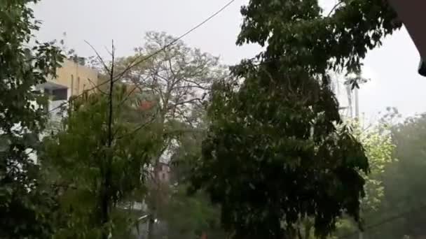 Natur Starker Wind Blies Regen Erschütterte Bäume Bei Stürmischem Wind — Stockvideo