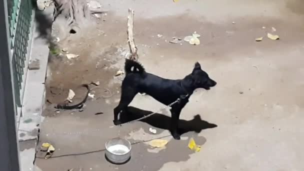 Street Black Dog Homeless Dogs Eat Food Street People Feed — Stock Video
