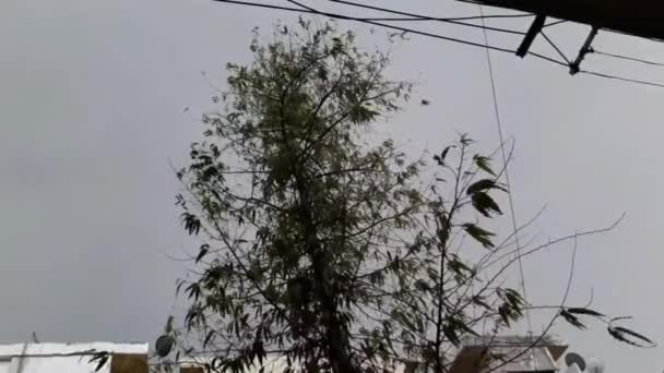 自然の強い風が雨を吹きます嵐の間に木を揺らしますインドの夜の間に強い風と雨が木を横に振った — ストック動画