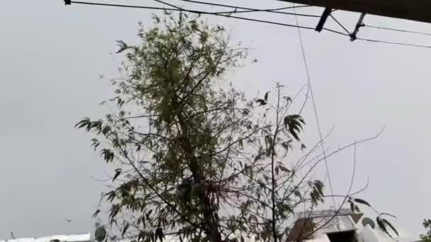 自然の強い風が雨を吹きます嵐の間に木を揺らしますインドの夜の間に強い風と雨が木を横に振った — ストック動画