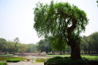 Delhi 'deki Sunder Bakımevi' ndeki mimari mezarın içerisi. Gündüz vakti Sunder Çocuk Yuvası.