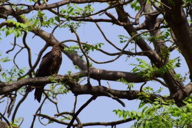 Kel Kartal, sabahın erken saatlerinde ağaç dalına tünemiş, ağaçların tepesindeki kel kartal