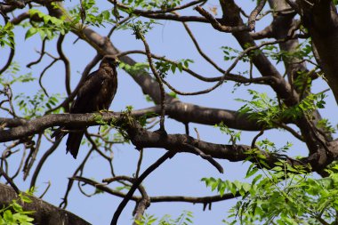 Kel Kartal, sabahın erken saatlerinde ağaç dalına tünemiş, ağaçların tepesindeki kel kartal