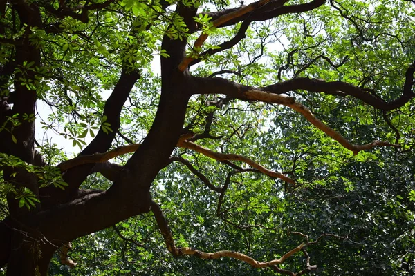 색깔을 나무와 가지의 가지와 — 스톡 사진