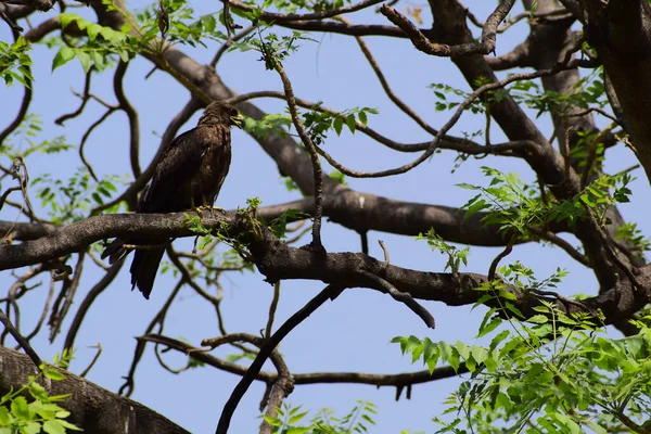 Águila Calva Posada Una Rama Árbol Cálida Luz Mañana Águila — Foto de Stock