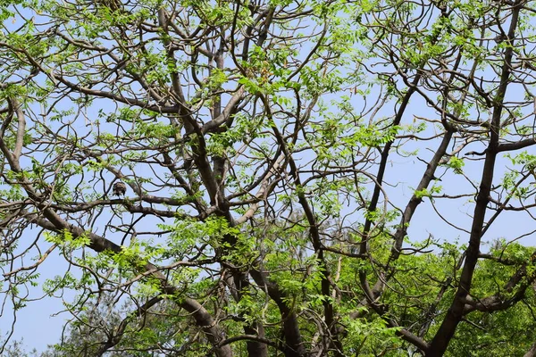 Paisaje Retrato Arte Del Árbol Rama Con Sensación Color Árbol — Foto de Stock