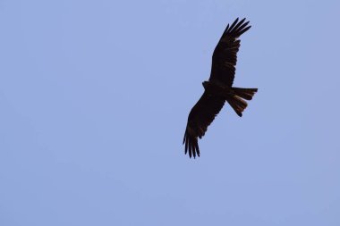 Kel Kartal, sabahın erken saatlerinde ağaç dalına tünemiş, ağaçların tepesindeki kel kartal