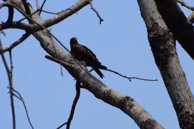 Kel Kartal, sabahın erken saatlerinde ağaç dalına tünemiş, ağaçların tepesindeki kel kartal