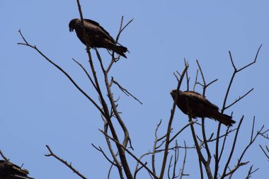 Kel Kartal, sabahın erken saatlerinde ağaç dalına tünemiş, ağaçların tepesindeki kel kartal