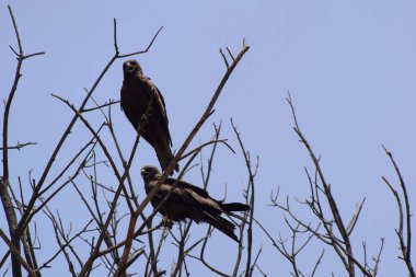 Kel Kartal, sabahın erken saatlerinde ağaç dalına tünemiş, ağaçların tepesindeki kel kartal