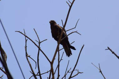 Kel Kartal, sabahın erken saatlerinde ağaç dalına tünemiş, ağaçların tepesindeki kel kartal