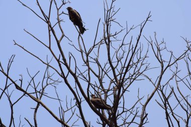 Kel Kartal, sabahın erken saatlerinde ağaç dalına tünemiş, ağaçların tepesindeki kel kartal