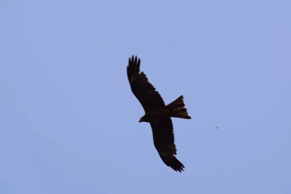 Águila Calva Posada Una Rama Árbol Cálida Luz Mañana Águila — Foto de Stock