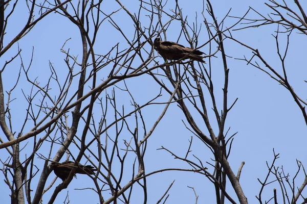 Águila Calva Posada Una Rama Árbol Cálida Luz Mañana Águila — Foto de Stock