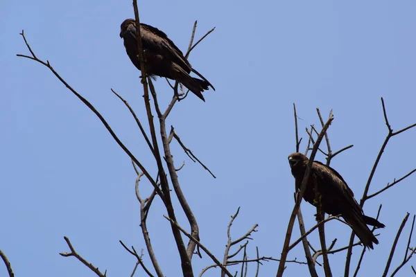 Águila Calva Posada Una Rama Árbol Cálida Luz Mañana Águila — Foto de Stock