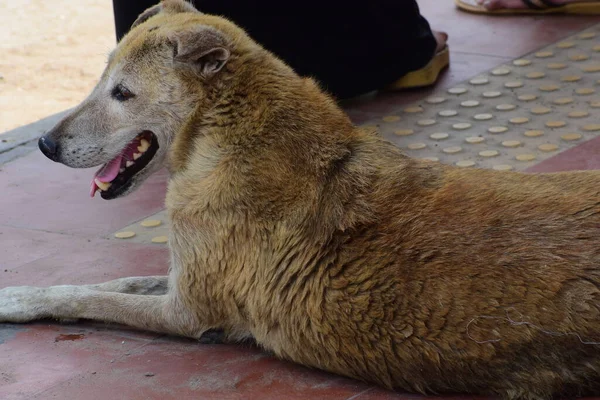 Cão Sentado Chão Procurando Comida — Fotografia de Stock