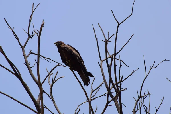 Águila Calva Posada Una Rama Árbol Cálida Luz Mañana Águila — Foto de Stock