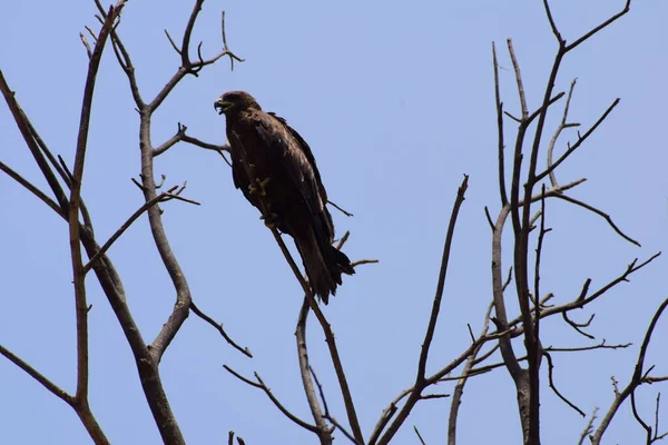 Águila Calva Posada Una Rama Árbol Cálida Luz Mañana Águila — Foto de Stock