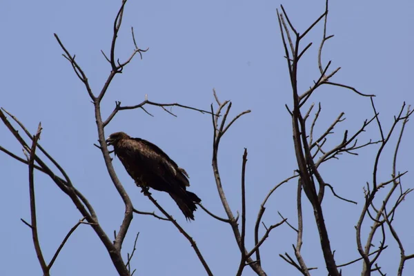 Águila Calva Posada Una Rama Árbol Cálida Luz Mañana Águila — Foto de Stock