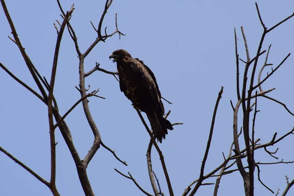 Águila Calva Posada Una Rama Árbol Cálida Luz Mañana Águila — Foto de Stock