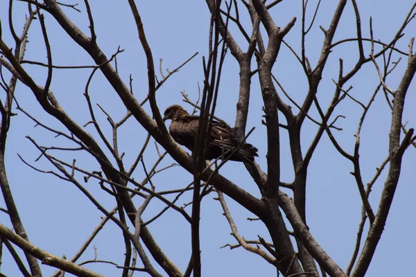 Águila Calva Posada Una Rama Árbol Cálida Luz Mañana Águila — Foto de Stock