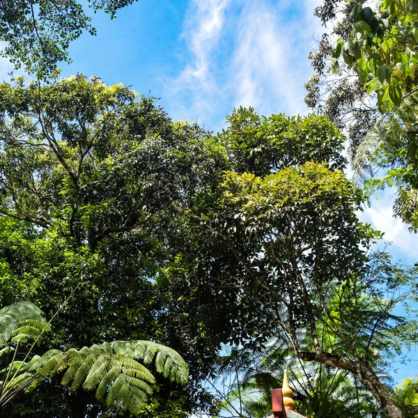 Grote Boom Met Takken Land Met Kruiden Grote Bomen Natuur — Stockfoto