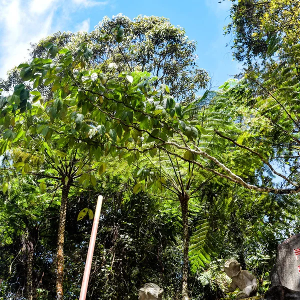 Nagy Ágakkal Föld Gyógynövények Nagy Fák Természetben Festői Kilátás Nagyon — Stock Fotó