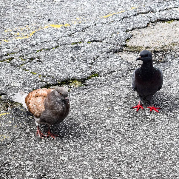 鳩は床の上を歩き コンクリートの床の上に灰色の鳩は密接に歩きます — ストック写真