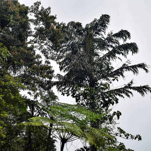 Nagy Ágakkal Föld Gyógynövények Nagy Fák Természetben Festői Kilátás Nagyon — Stock Fotó
