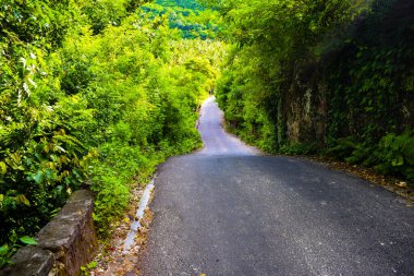 Dalları ve bitkileri olan büyük bir ağaç, doğadaki büyük ağaçlar, sabahları ormandaki büyük ve uzun bir ağacın manzarası.