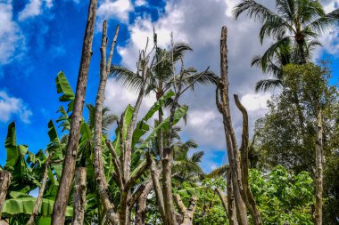 Dalları ve bitkileri olan büyük bir ağaç, doğadaki büyük ağaçlar, sabahları ormandaki büyük ve uzun bir ağacın manzarası.