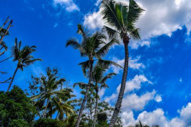 Dalları ve bitkileri olan büyük bir ağaç, doğadaki büyük ağaçlar, sabahları ormandaki büyük ve uzun bir ağacın manzarası.