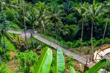 Dalları ve bitkileri olan büyük bir ağaç, doğadaki büyük ağaçlar, sabahları ormandaki büyük ve uzun bir ağacın manzarası.