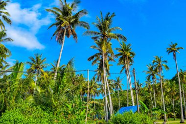 Dalları ve bitkileri olan büyük bir ağaç, doğadaki büyük ağaçlar, sabahları ormandaki büyük ve uzun bir ağacın manzarası.