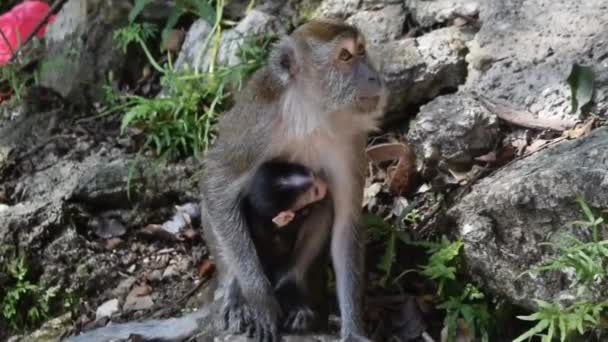Un singe macaque sauvage avec son bébé singe dans les grottes de Batu près de Kuala Lumpur, Malaisie, Singes dans les grottes de Batu 