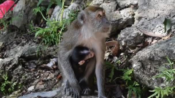 Eine Wilde Makakenaffe Mit Ihrem Affenbaby Den Batu Höhlen Der — Stockvideo