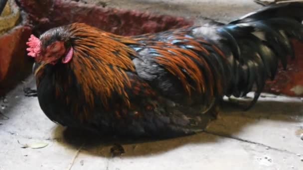 Hühner Die Auf Einem Bauernhof Ruhen Rotes Urwaldgeflügel Gallus Gallus — Stockvideo
