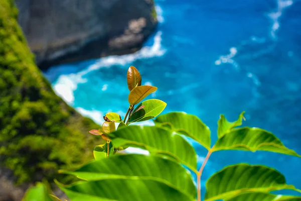 Gyönyörű Klingking Strand Sziklák Sziget Nusa Penida Közelében Bali Szigetén — Stock Fotó