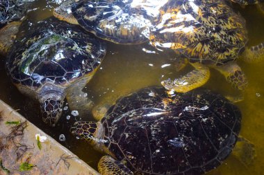 Kaplumbağa temiz suda yüzüyor, kaplumbağanın altında yüzdüğü temiz suya bakıyor, Kaplumbağa Bali Endonezya 'daki Kaplumbağa Adası' nda yüzüyor.