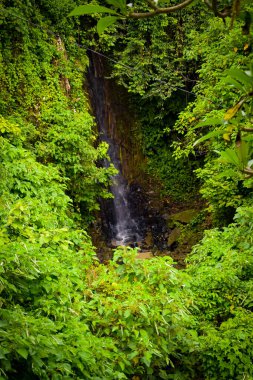 Dalları ve bitkileri olan büyük bir ağaç, doğadaki büyük ağaçlar, sabahları ormandaki büyük ve uzun bir ağacın manzarası.