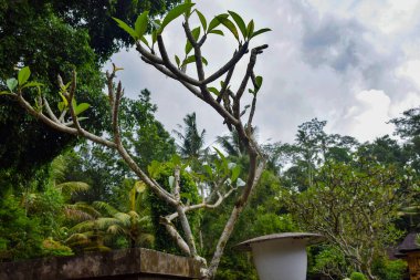 Dalları ve bitkileri olan büyük bir ağaç, doğadaki büyük ağaçlar, sabahları ormandaki büyük ve uzun bir ağacın manzarası.