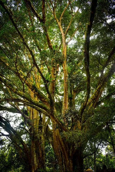 Großer Baum Mit Ästen Und Land Mit Kräutern Große Bäume — Stockfoto