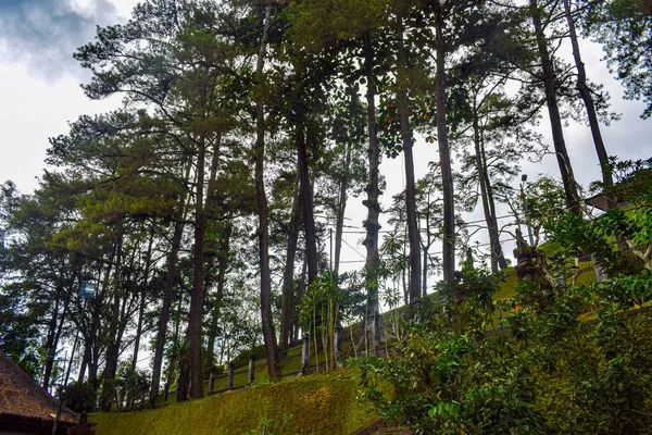 Grote Boom Met Takken Land Met Kruiden Grote Bomen Natuur — Stockfoto