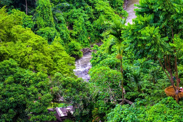 Grote Boom Met Takken Land Met Kruiden Grote Bomen Natuur — Stockfoto