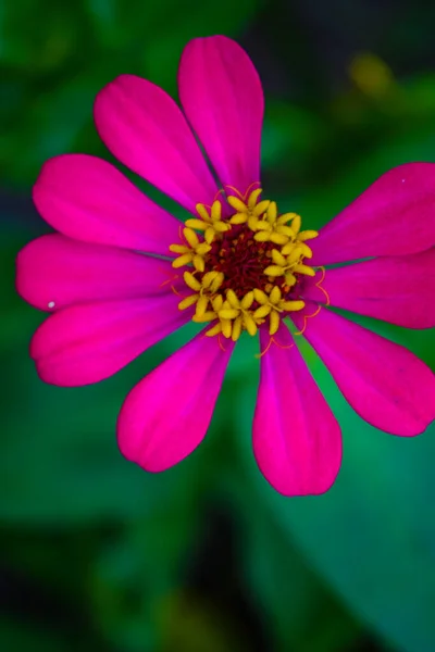 Colorful Chrysanthemum Flower Macro Shot Chrysanthemum Rainbow Flower Background — Stock Photo, Image