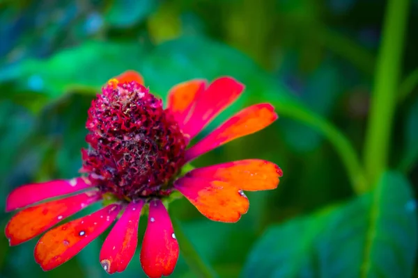 Красочные Хризантемы Цветка Макроснимок Хризантема Радужный Цветочный Фон — стоковое фото