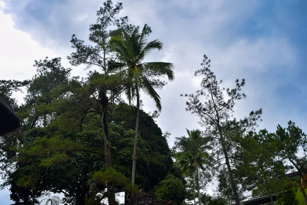 Großer Baum Mit Ästen Und Land Mit Kräutern Große Bäume — Stockfoto