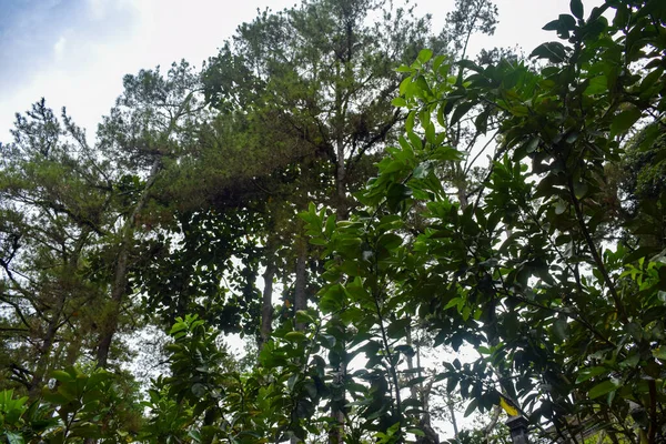 Großer Baum Mit Ästen Und Land Mit Kräutern Große Bäume — Stockfoto