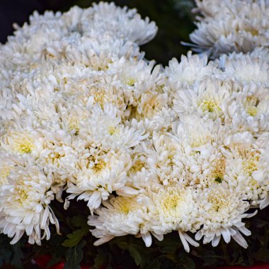 Ghazipur Phool Mandi çiçek pazarı sabahları Çin, Vietnam, Tayland ve Hindistan 'dan gelir.